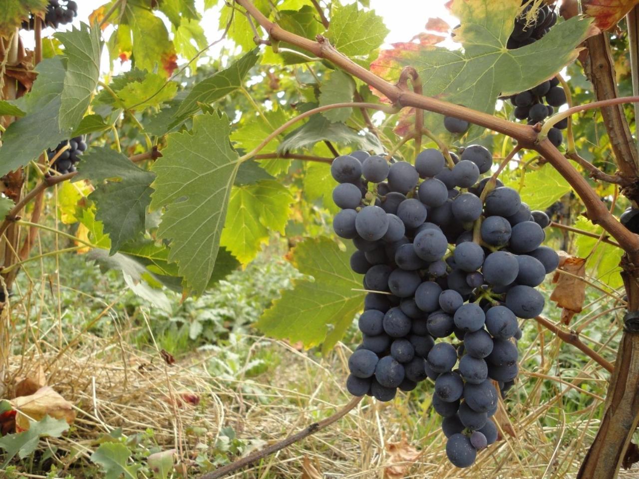 Agriturismo Le Case Assisi Eksteriør billede