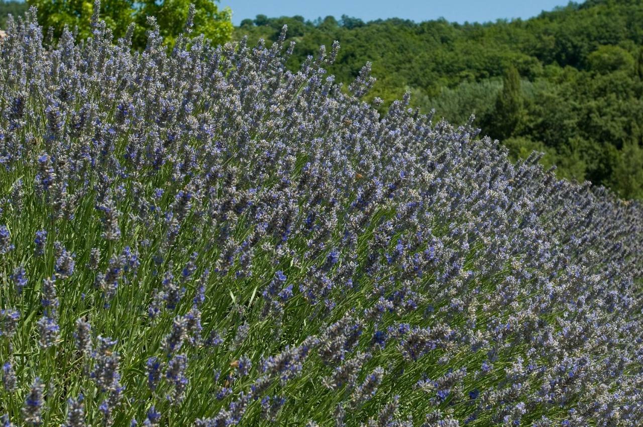 Agriturismo Le Case Assisi Eksteriør billede
